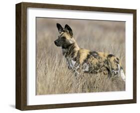 Wild Dog (Painted Hunting Dog) (Lycaon Pictus), South Africa, Africa-Steve & Ann Toon-Framed Photographic Print