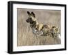 Wild Dog (Painted Hunting Dog) (Lycaon Pictus), South Africa, Africa-Steve & Ann Toon-Framed Photographic Print