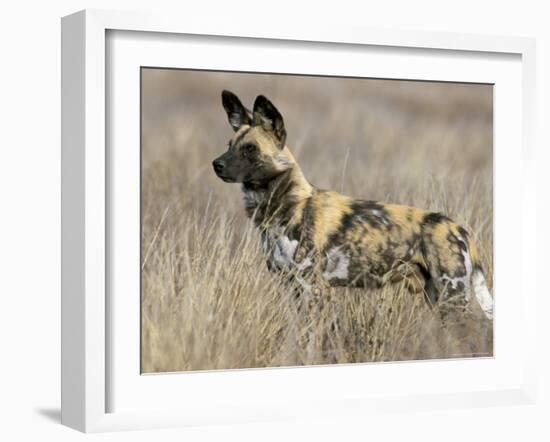 Wild Dog (Painted Hunting Dog) (Lycaon Pictus), South Africa, Africa-Steve & Ann Toon-Framed Photographic Print
