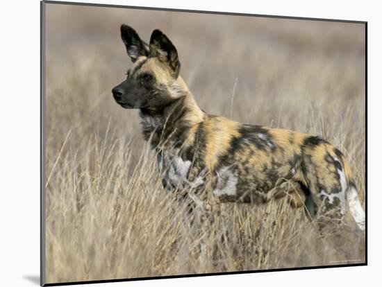Wild Dog (Painted Hunting Dog) (Lycaon Pictus), South Africa, Africa-Steve & Ann Toon-Mounted Photographic Print