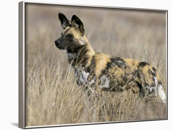 Wild Dog (Painted Hunting Dog) (Lycaon Pictus), South Africa, Africa-Steve & Ann Toon-Framed Photographic Print