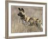 Wild Dog (Painted Hunting Dog) (Lycaon Pictus), South Africa, Africa-Steve & Ann Toon-Framed Photographic Print