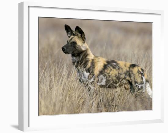 Wild Dog (Painted Hunting Dog) (Lycaon Pictus), South Africa, Africa-Steve & Ann Toon-Framed Photographic Print