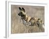 Wild Dog (Painted Hunting Dog) (Lycaon Pictus), South Africa, Africa-Steve & Ann Toon-Framed Photographic Print