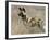 Wild Dog (Painted Hunting Dog) (Lycaon Pictus), South Africa, Africa-Steve & Ann Toon-Framed Photographic Print