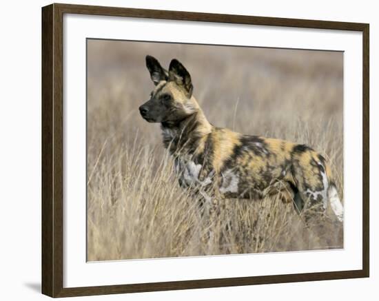 Wild Dog (Painted Hunting Dog) (Lycaon Pictus), South Africa, Africa-Steve & Ann Toon-Framed Photographic Print