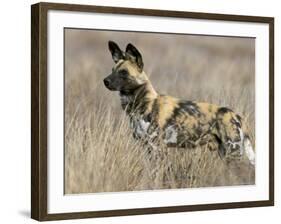 Wild Dog (Painted Hunting Dog) (Lycaon Pictus), South Africa, Africa-Steve & Ann Toon-Framed Photographic Print