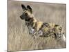 Wild Dog (Painted Hunting Dog) (Lycaon Pictus), South Africa, Africa-Steve & Ann Toon-Mounted Photographic Print