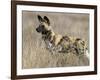 Wild Dog (Painted Hunting Dog) (Lycaon Pictus), South Africa, Africa-Steve & Ann Toon-Framed Photographic Print