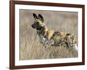 Wild Dog (Painted Hunting Dog) (Lycaon Pictus), South Africa, Africa-Steve & Ann Toon-Framed Photographic Print