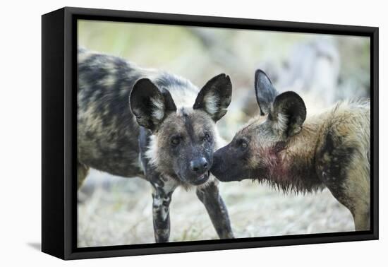 Wild Dogs at Dawn, Moremi Game Reserve, Botswana-Paul Souders-Framed Stretched Canvas