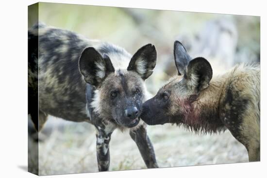 Wild Dogs at Dawn, Moremi Game Reserve, Botswana-Paul Souders-Stretched Canvas