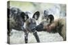 Wild Dogs at Dawn, Moremi Game Reserve, Botswana-Paul Souders-Stretched Canvas