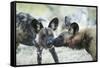 Wild Dogs at Dawn, Moremi Game Reserve, Botswana-Paul Souders-Framed Stretched Canvas