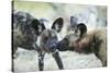 Wild Dogs at Dawn, Moremi Game Reserve, Botswana-Paul Souders-Stretched Canvas