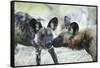 Wild Dogs at Dawn, Moremi Game Reserve, Botswana-Paul Souders-Framed Stretched Canvas