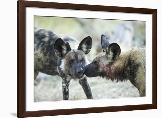 Wild Dogs at Dawn, Moremi Game Reserve, Botswana-Paul Souders-Framed Photographic Print