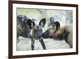 Wild Dogs at Dawn, Moremi Game Reserve, Botswana-Paul Souders-Framed Photographic Print