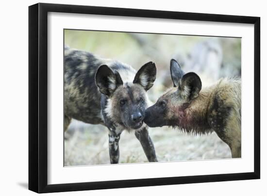 Wild Dogs at Dawn, Moremi Game Reserve, Botswana-Paul Souders-Framed Photographic Print