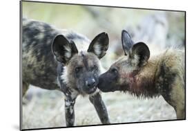 Wild Dogs at Dawn, Moremi Game Reserve, Botswana-Paul Souders-Mounted Photographic Print