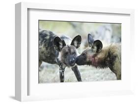 Wild Dogs at Dawn, Moremi Game Reserve, Botswana-Paul Souders-Framed Photographic Print