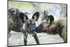 Wild Dogs at Dawn, Moremi Game Reserve, Botswana-Paul Souders-Mounted Photographic Print