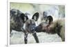 Wild Dogs at Dawn, Moremi Game Reserve, Botswana-Paul Souders-Framed Photographic Print