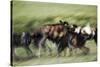 Wild Dogs Feeding on Young Wildebeeste , Piyaya, Tanzania-Paul Joynson Hicks-Stretched Canvas