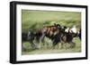 Wild Dogs Feeding on Young Wildebeeste , Piyaya, Tanzania-Paul Joynson Hicks-Framed Photographic Print