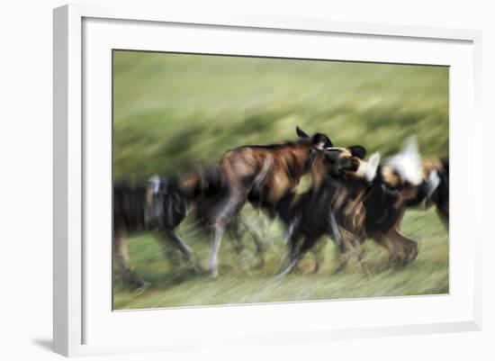 Wild Dogs Feeding on Young Wildebeeste , Piyaya, Tanzania-Paul Joynson Hicks-Framed Photographic Print