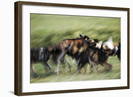 Wild Dogs Feeding on Young Wildebeeste , Piyaya, Tanzania-Paul Joynson Hicks-Framed Photographic Print