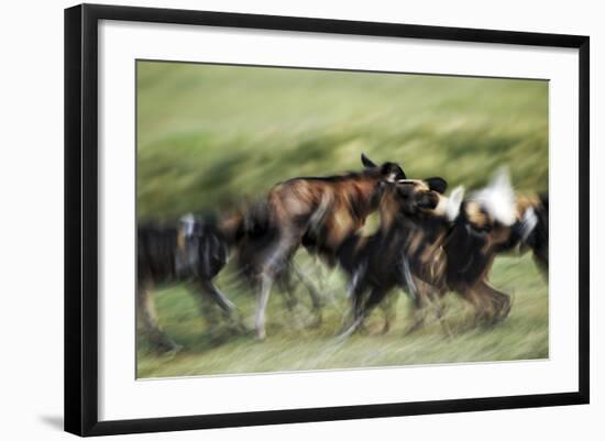 Wild Dogs Feeding on Young Wildebeeste , Piyaya, Tanzania-Paul Joynson Hicks-Framed Photographic Print