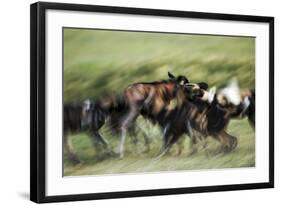 Wild Dogs Feeding on Young Wildebeeste , Piyaya, Tanzania-Paul Joynson Hicks-Framed Photographic Print