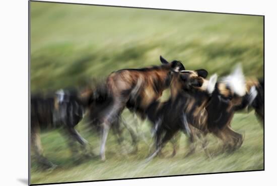 Wild Dogs Feeding on Young Wildebeeste , Piyaya, Tanzania-Paul Joynson Hicks-Mounted Photographic Print