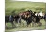 Wild Dogs Feeding on Young Wildebeeste , Piyaya, Tanzania-Paul Joynson Hicks-Mounted Photographic Print