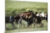 Wild Dogs Feeding on Young Wildebeeste , Piyaya, Tanzania-Paul Joynson Hicks-Mounted Photographic Print