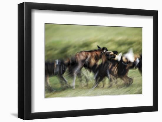 Wild Dogs Feeding on Young Wildebeeste , Piyaya, Tanzania-Paul Joynson Hicks-Framed Photographic Print