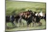 Wild Dogs Feeding on Young Wildebeeste , Piyaya, Tanzania-Paul Joynson Hicks-Mounted Photographic Print