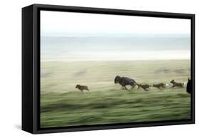 Wild Dogs Hunting Wildebeeste , Piyaya, Tanzania-Paul Joynson Hicks-Framed Stretched Canvas