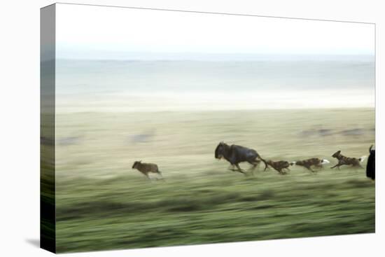 Wild Dogs Hunting Wildebeeste , Piyaya, Tanzania-Paul Joynson Hicks-Stretched Canvas