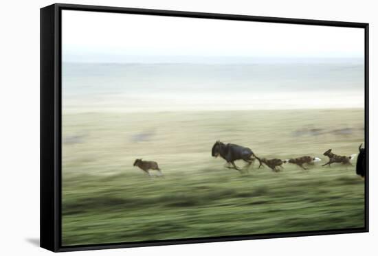 Wild Dogs Hunting Wildebeeste , Piyaya, Tanzania-Paul Joynson Hicks-Framed Stretched Canvas