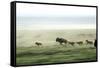 Wild Dogs Hunting Wildebeeste , Piyaya, Tanzania-Paul Joynson Hicks-Framed Stretched Canvas