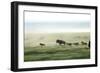 Wild Dogs Hunting Wildebeeste , Piyaya, Tanzania-Paul Joynson Hicks-Framed Photographic Print