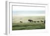 Wild Dogs Hunting Wildebeeste , Piyaya, Tanzania-Paul Joynson Hicks-Framed Photographic Print