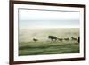 Wild Dogs Hunting Wildebeeste , Piyaya, Tanzania-Paul Joynson Hicks-Framed Photographic Print