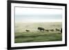 Wild Dogs Hunting Wildebeeste , Piyaya, Tanzania-Paul Joynson Hicks-Framed Photographic Print