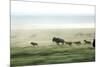 Wild Dogs Hunting Wildebeeste , Piyaya, Tanzania-Paul Joynson Hicks-Mounted Photographic Print