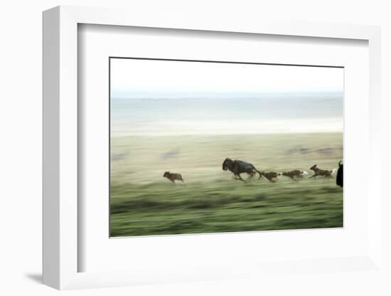 Wild Dogs Hunting Wildebeeste , Piyaya, Tanzania-Paul Joynson Hicks-Framed Photographic Print