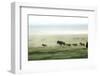 Wild Dogs Hunting Wildebeeste , Piyaya, Tanzania-Paul Joynson Hicks-Framed Photographic Print