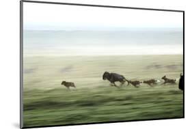 Wild Dogs Hunting Wildebeeste , Piyaya, Tanzania-Paul Joynson Hicks-Mounted Photographic Print